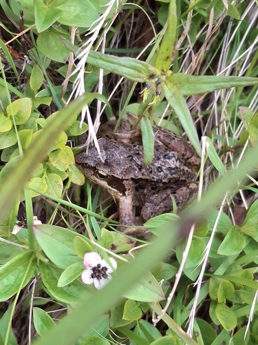 European Common Frog