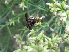 Polistes cinerascens