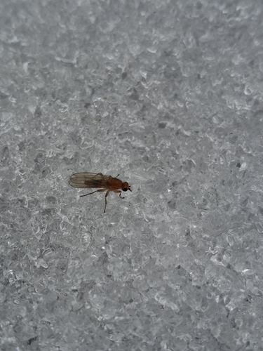 Suillia atricornis