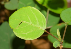 Pleurolobus gangeticus
