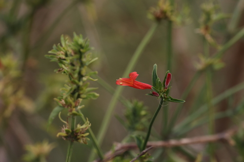 Dicliptera squarrosa