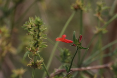 Dicliptera squarrosa