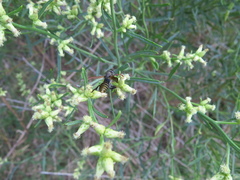 Polistes cinerascens