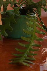 Selenicereus anthonyanus