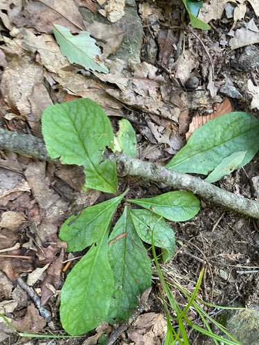 Hieracium venosum, photograph 5