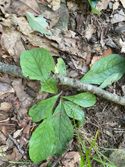 author not stated, no rights reserved Hieracium venosum, photograph author not stated, no rights reserved