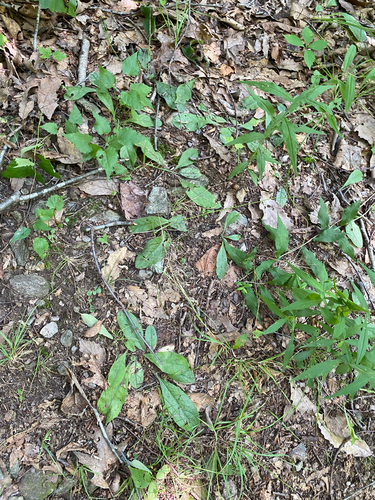 Hieracium venosum, photograph 6