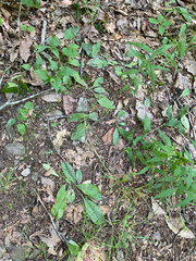 Hieracium venosum, photograph author not stated, no rights reserved