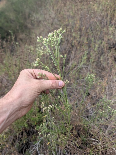 Baccharis malibuensis, photograph 1