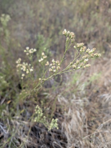 Baccharis malibuensis