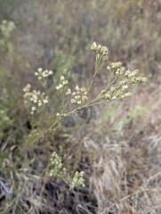 Baccharis malibuensis