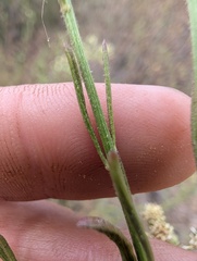 Baccharis malibuensis, photograph (c) Trevor Van Loon, some rights reserved (CC BY)