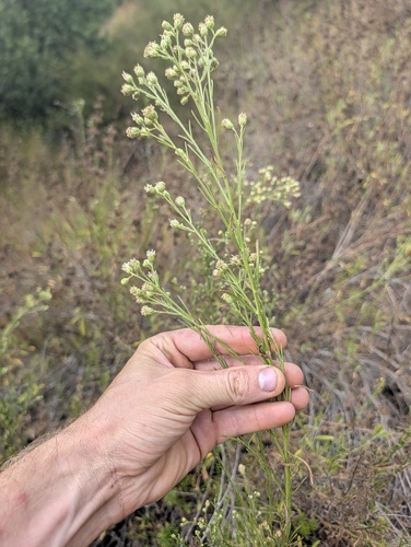 Baccharis malibuensis, photograph 3