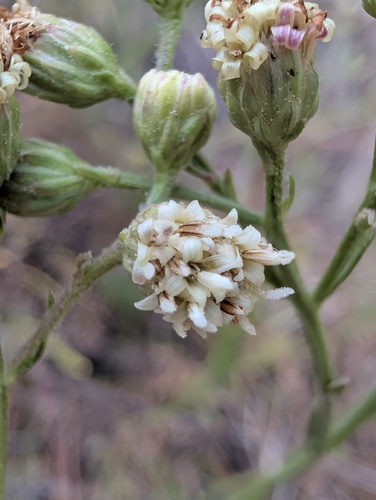 Baccharis malibuensis, photograph 4