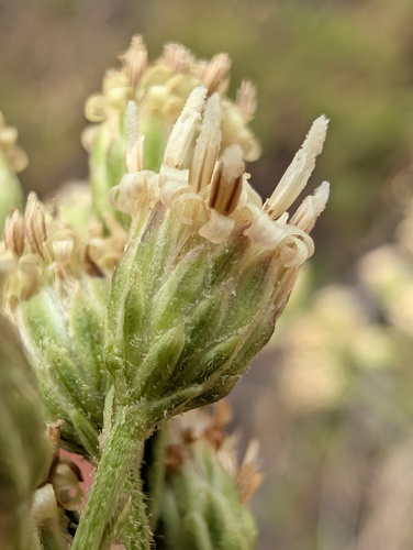 Baccharis malibuensis, photograph 5