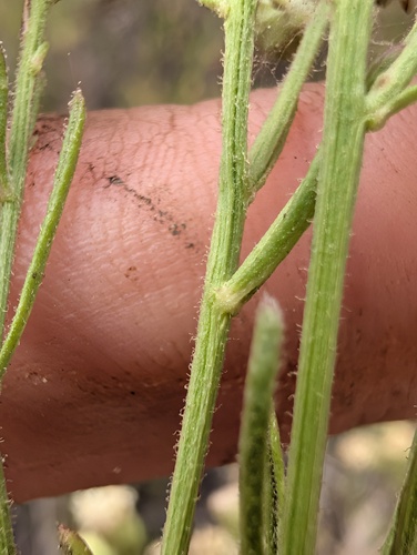 Baccharis malibuensis, photograph 6