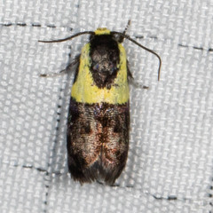 Rectiostoma xanthobasis