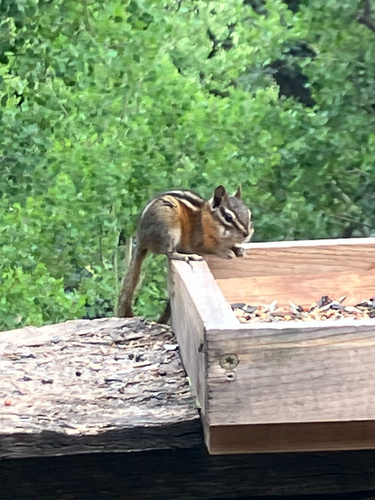 Colorado Chipmunk observed by clarasmith