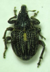 Rhinoncus leucostigma