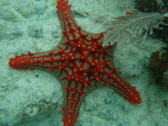 Protoreaster lincki
