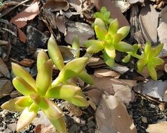 Sedum adolphi