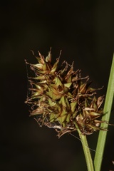(c) Austin Saunders, some rights reserved (CC BY) Carex pachystachya, photograph (c) Austin Saunders, some rights reserved (CC BY)