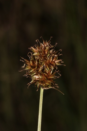 Carex pachystachya, photograph 2