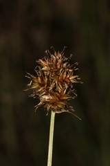 (c) Austin Saunders, some rights reserved (CC BY) Carex pachystachya, photograph (c) Austin Saunders, some rights reserved (CC BY)