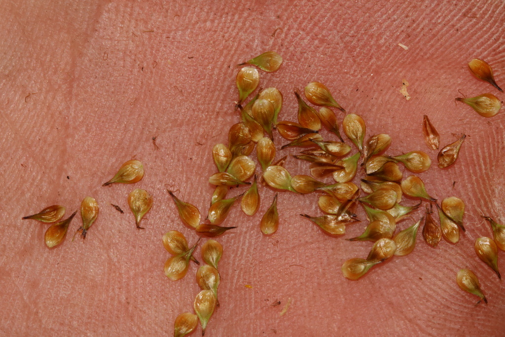 Carex pachystachya; photograph (c) Austin Saunders, some rights reserved (CC BY)