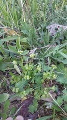 Valerianella turgida