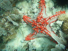 Protoreaster lincki