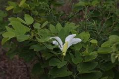 Bauhinia forficata, photograph (c) Andrea Gantzer, some rights reserved (CC BY)
