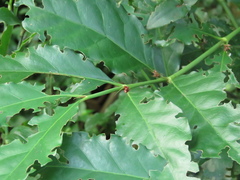 Mitriostigma axillare