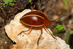 Ellipticus dorbignyi