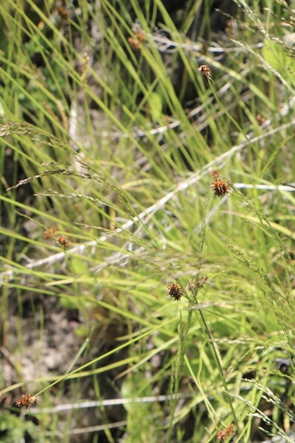 Carex pachystachya, photograph 4