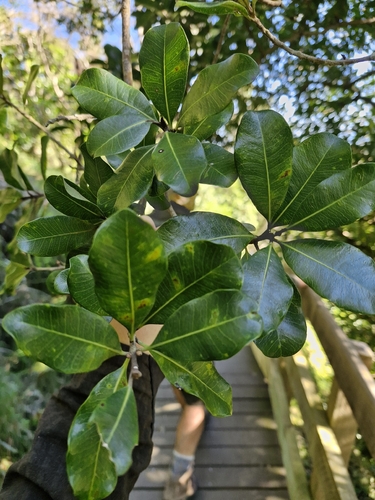 Planchonella costata, photograph 3