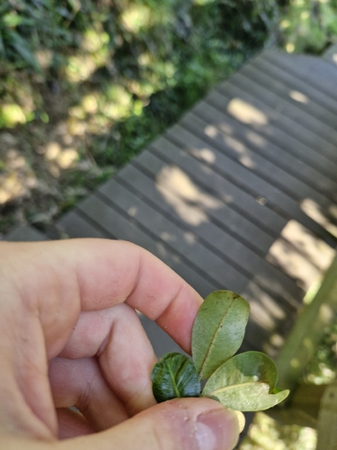Planchonella costata, photograph 5