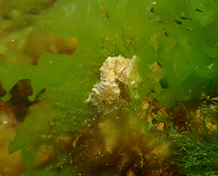 Hippocampus breviceps