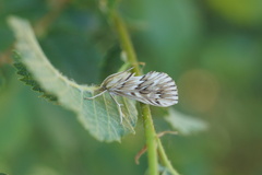 Cynaeda dentalis
