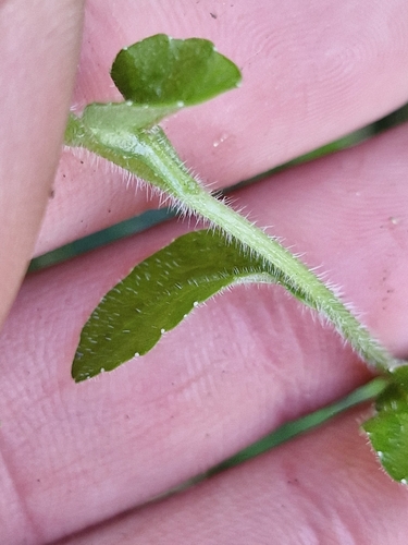 Wahlenbergia vernicosa, photograph 4