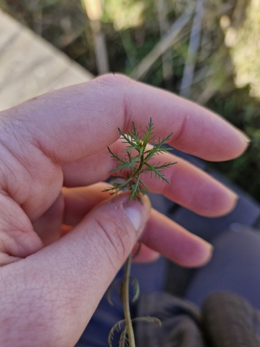 Myriophyllum propinquum, photograph 2