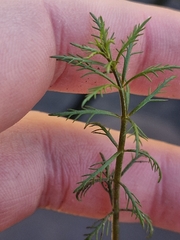 Myriophyllum propinquum, photograph (c) Irisa Hudson, some rights reserved (CC BY)