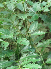 Mitriostigma axillare