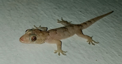 Tropical House Gecko