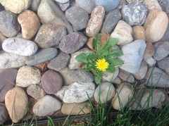 Taraxacum officinale
