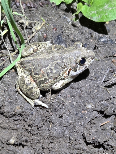 Common Spadefoot