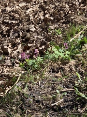 Corydalis solida