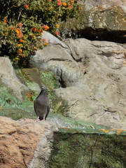 Columba livia