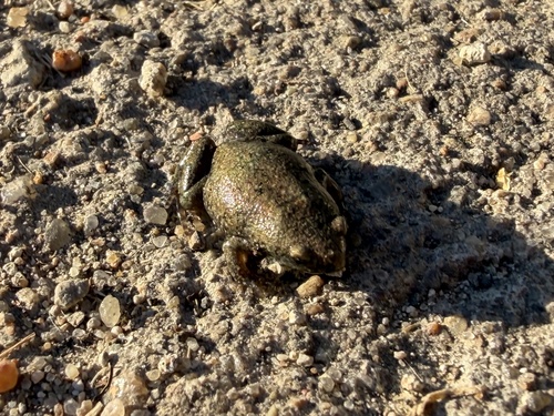 Western Narrow-mouthed Toad