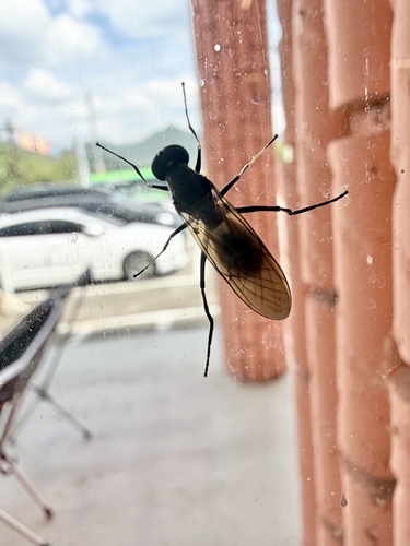 Ptecticus japonicus